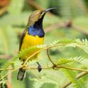 Cinnyris jugularis (Garden Sunbird).jpg